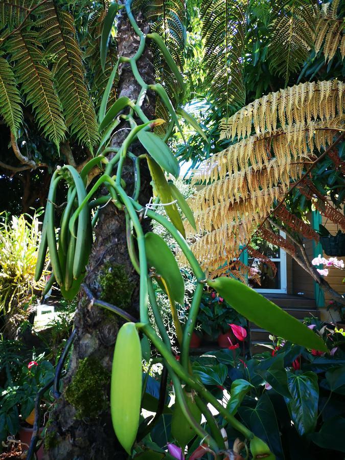 Вилла Les Agapanthes Ле-Тампон Экстерьер фото